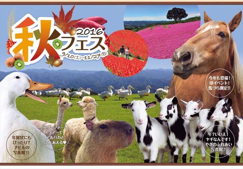 【写真多め】マザー牧場でアイリッシュミュージック！ 羊たちとの対バン！