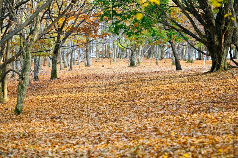 【動画】秋になり寒くなってきましたね 。Autumn has come.