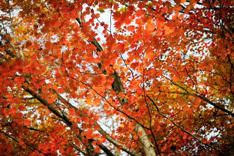 丹波天平 曲 【動画】秋になり寒くなってきましたね 。Autumn has come. (0:30) #norinori0107