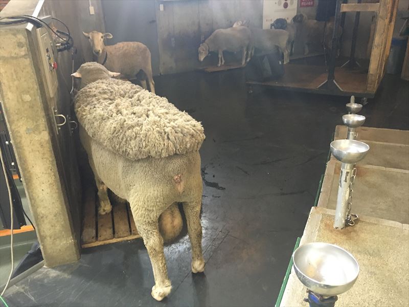 マザー牧場 たくさんの羊。 【動画あり】マザー牧場のファームジップ・ジップラインが超面白い！子供でも安心！