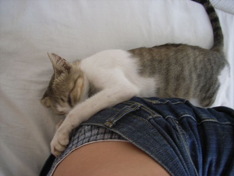 勝手にベッドに登ってきるネコ 「3年続ければ形になりますよね」 写真家 岩合光昭の世界ネコ歩き 写真展を見て。