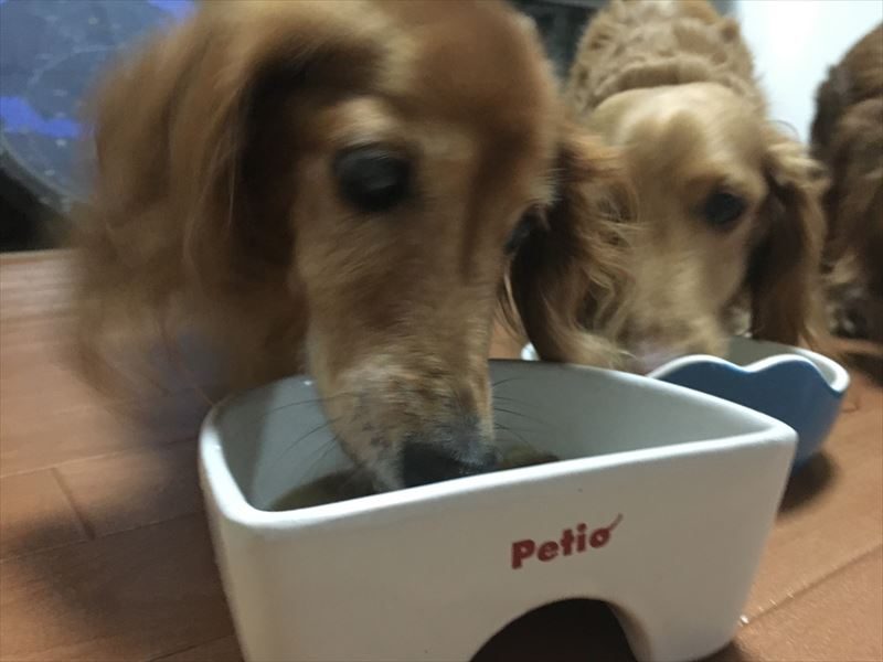 ペティオ (Petio) 犬用陶器食器 メモリ付ボーン Mのレビュー説明・良さ シニア犬・老犬が食べやすいオススメの食器！　ペティオ (Petio) 犬用陶器食器