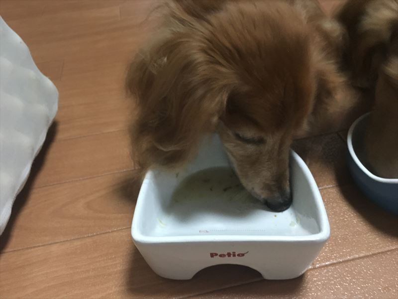 食べ終わり シニア犬・老犬が食べやすいオススメの食器！　ペティオ (Petio) 犬用陶器食器