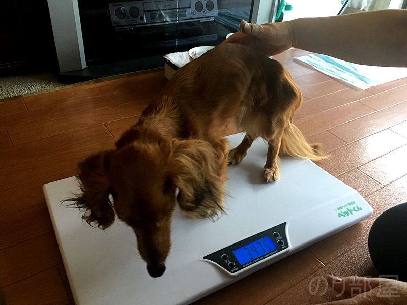 犬の体重を計測！小型ペット体重計 「ペットくん」が5ｇ単位で計測できてオススメ！病気の治療中、太り過ぎ、老犬の体重を量って対策をして長生き！
