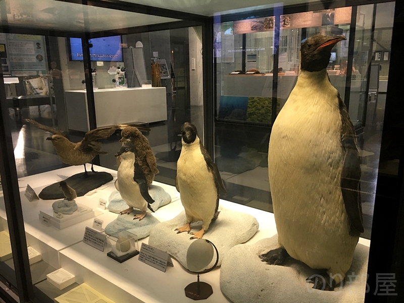 ペンギンはデカイ！　【オススメ】南極・北極科学館で南極の氷に触って､衣服も着られて面白い！【宇宙よりも遠い場所( #よりもい )好き必見！】