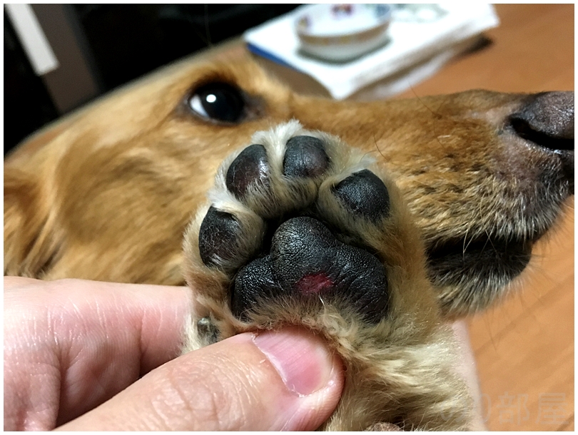 肉球の剥がれは2～3日で自然に治りました。　肉球が剥がれて血が出た時の対処法。犬の足の裏を守り舐めるのや病気を防ぎ散歩もさせて元気で長生き。