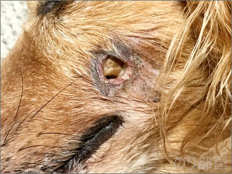 犬の歯周病を放置してほっぺに穴が空いた！【2018年 5月 3日】【実体験】犬の歯周病を放置して「ほっぺに穴」が空いた！手術をし治療しました。 歯磨きで予防や簡単なケアのオススメ方法！ 【実体験】犬のセカンドオピニオンで手術して元気になった経験から見る大切さ。愛犬を思うなら複数の先生に診察してもらうのがオススメです。。