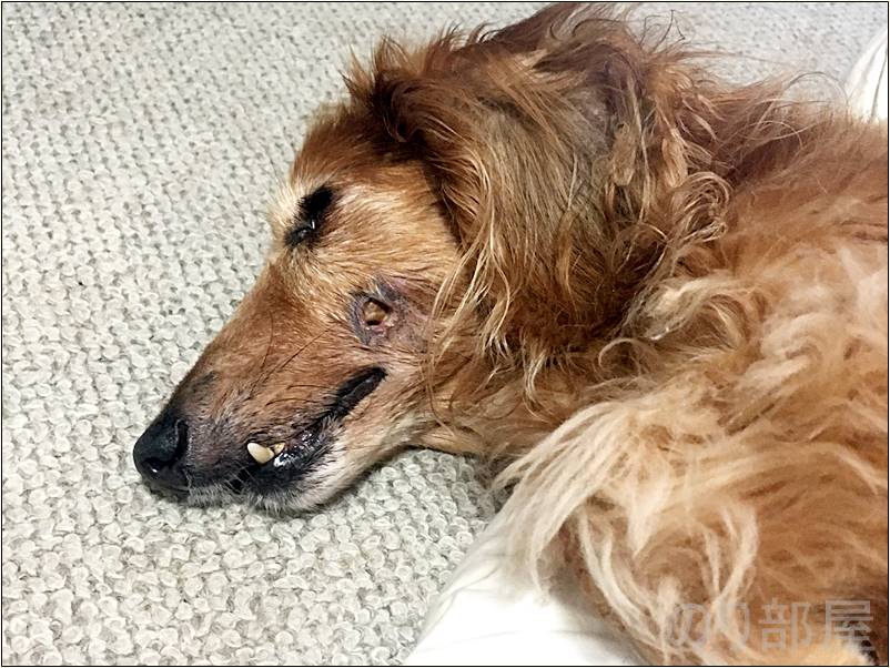 犬の歯周病を放置してほっぺに穴が空いた！【2018年 5月 3日】【実体験】犬の歯周病を放置して「ほっぺに穴」が空いた！手術をし治療しました。 歯磨きで予防や簡単なケアのオススメ方法！