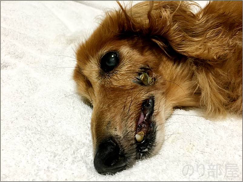 犬の歯周病を放置してたらほっぺの穴が大きくなってしまった【2018年 8月 2日】【実体験】犬の歯周病を放置して「ほっぺに穴」が空いた！手術をし治療しました。 歯磨きで予防や簡単なケアのオススメ方法！