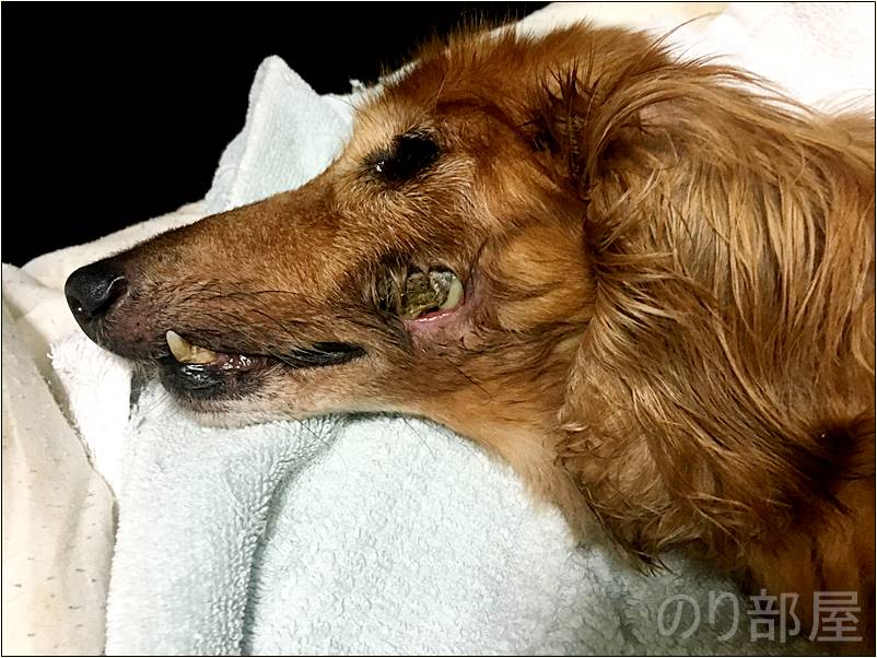 犬の歯周病を放置してさらに穴が大きくなってしまった【2018年 9月 24日】【実体験】犬の歯周病を放置して「ほっぺに穴」が空いた！手術をし治療しました。 歯磨きで予防や簡単なケアのオススメ方法！