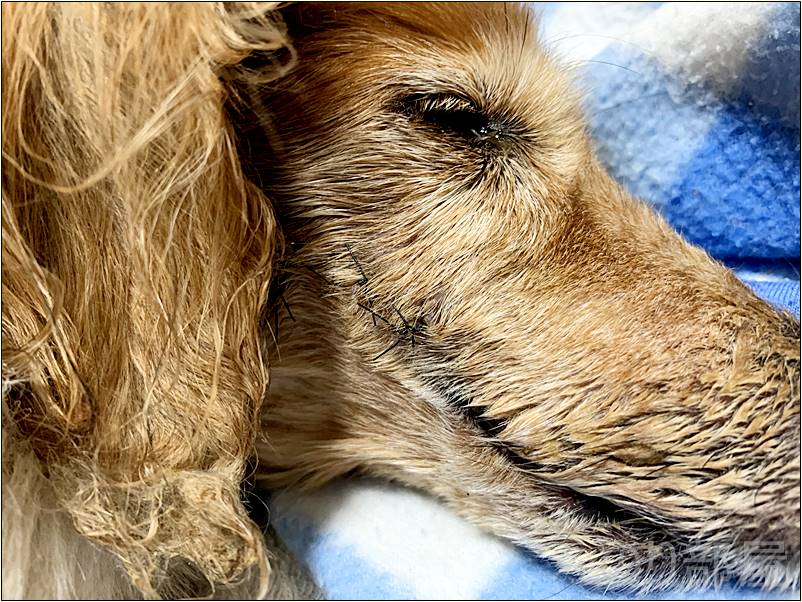 犬の歯周病を放置して穴が空いて手術をして抜糸の日【2019年 2月 13日】【実体験】犬の歯周病を放置して「ほっぺに穴」が空いた！手術をし治療しました。 歯磨きで予防や簡単なケアのオススメ方法！