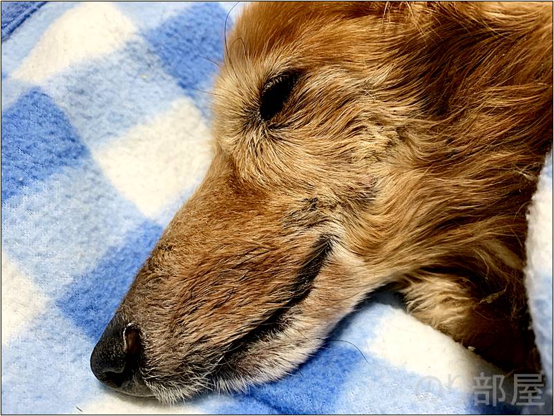 犬の歯周病を放置して穴が空いて手術をして抜糸の日【2019年 2月 13日】【実体験】犬の歯周病を放置して「ほっぺに穴」が空いた！手術をし治療しました。 歯磨きで予防や簡単なケアのオススメ方法！