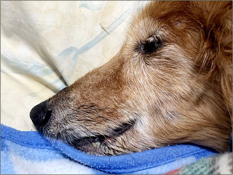 犬の歯周病を放置して手術をして抜糸してから1ヶ月後。何もなかったかのように回復しました！【2019年 3月 14日】【実体験】犬の歯周病を放置して「ほっぺに穴」が空いた！手術をし治療しました。 歯磨きで予防や簡単なケアのオススメ方法！