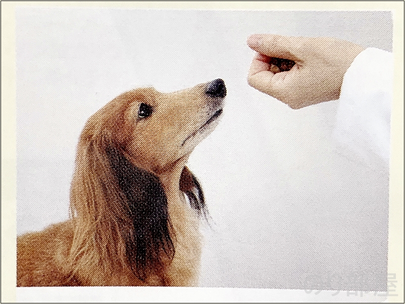 フードなどの好物を準備します。 犬の歯磨きのために 口(マズル)を触られることに慣らせましょう【必見】犬の歯磨きで歯周病や病気を防ぐオススメの方法。放置すると頬に穴が空きます。歯磨きを嫌がる犬には水やご飯に混ぜて予防を！