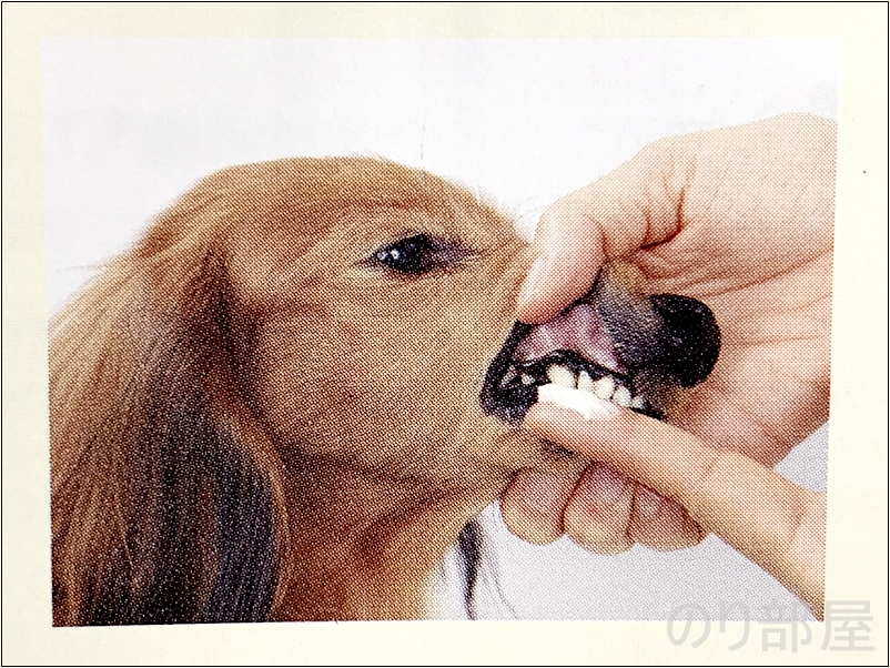 歯ブラシを使った歯みがきの前に、 飼い主の指で歯や歯肉に 触れられるようにします。【必見】犬の歯磨きで歯周病や病気を防ぐオススメの方法。放置すると頬に穴が空きます。歯磨きを嫌がる犬には水やご飯に混ぜて予防を！