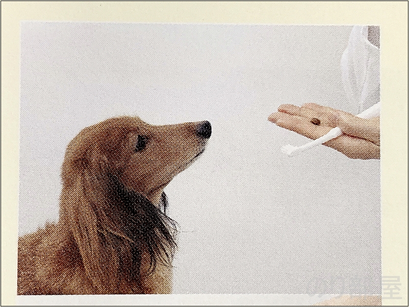 最初はデンタルブラシに対する恐怖心を除く ため、ブラシを歯に一瞬あて、できれば褒めて ご褒美をあげます。 犬の歯磨きのためにデンタルブラシを使って歯みがきをしましょう。【必見】犬の歯磨きで歯周病や病気を防ぐオススメの方法。放置すると頬に穴が空きます。歯磨きを嫌がる犬には水やご飯に混ぜて予防を！