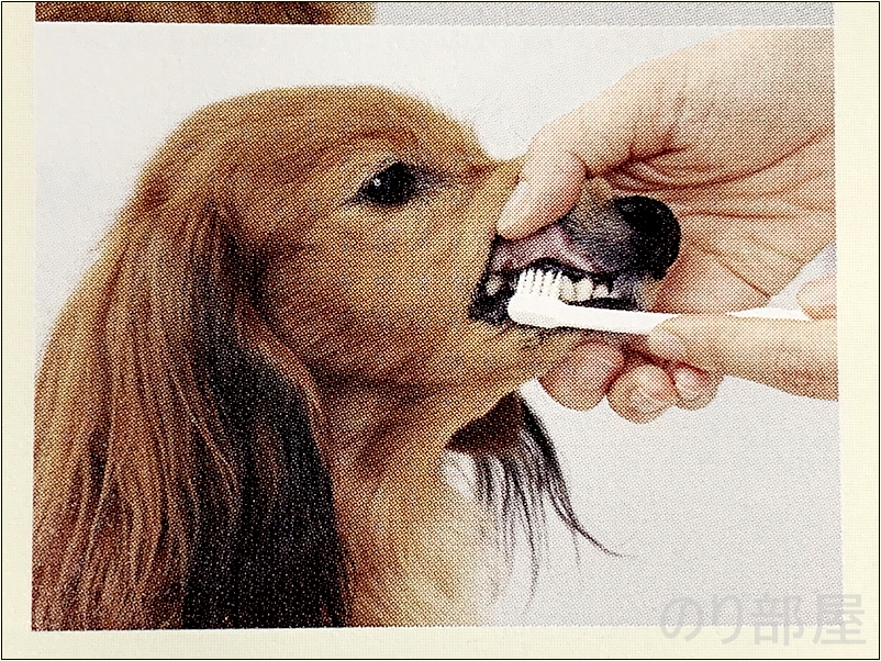 デンタルブラシへの抵抗がなくなったら 徐々に時間を延ばしブラシを動かして 歯みがきをします。 みがきやすい犬歯や切歯(前歯)から始め、 徐々に奥の方の歯までみがきましょう。 犬の歯磨きのためにデンタルブラシを使って歯みがきをしましょう。【必見】犬の歯磨きで歯周病や病気を防ぐオススメの方法。放置すると頬に穴が空きます。歯磨きを嫌がる犬には水やご飯に混ぜて予防を！