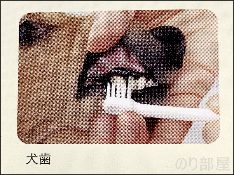 犬歯 犬の歯による磨き方 犬の歯磨きのためにデンタルブラシを使って歯みがきをしましょう。【必見】犬の歯磨きで歯周病や病気を防ぐオススメの方法。放置すると頬に穴が空きます。歯磨きを嫌がる犬には水やご飯に混ぜて予防を！