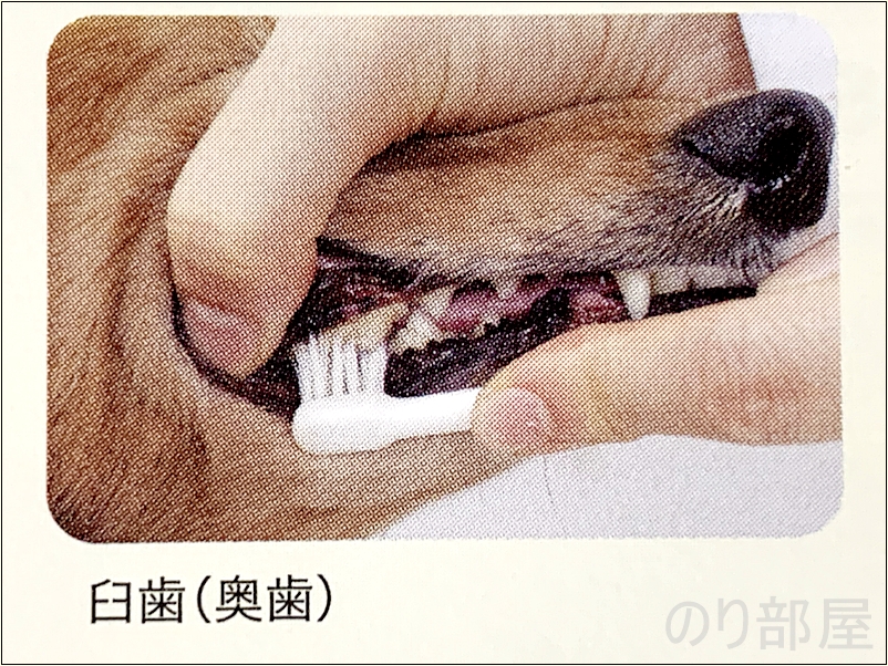 臼歯（奥歯） 犬の歯による磨き方 犬の歯磨きのためにデンタルブラシを使って歯みがきをしましょう。【必見】犬の歯磨きで歯周病や病気を防ぐオススメの方法。放置すると頬に穴が空きます。歯磨きを嫌がる犬には水やご飯に混ぜて予防を！