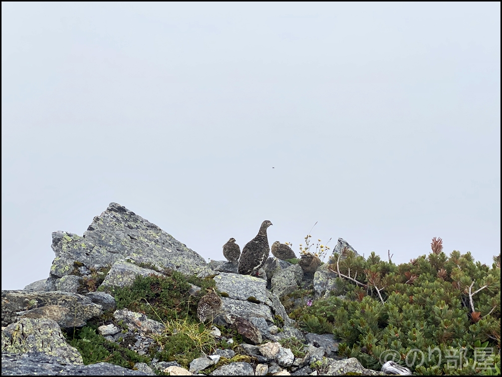 北岳下山。途中でライチョウ(雷鳥)の親子にも出会えました！ 北岳に初心者が登ってきました！富士山よりも難易度が高くて危険な場所も！