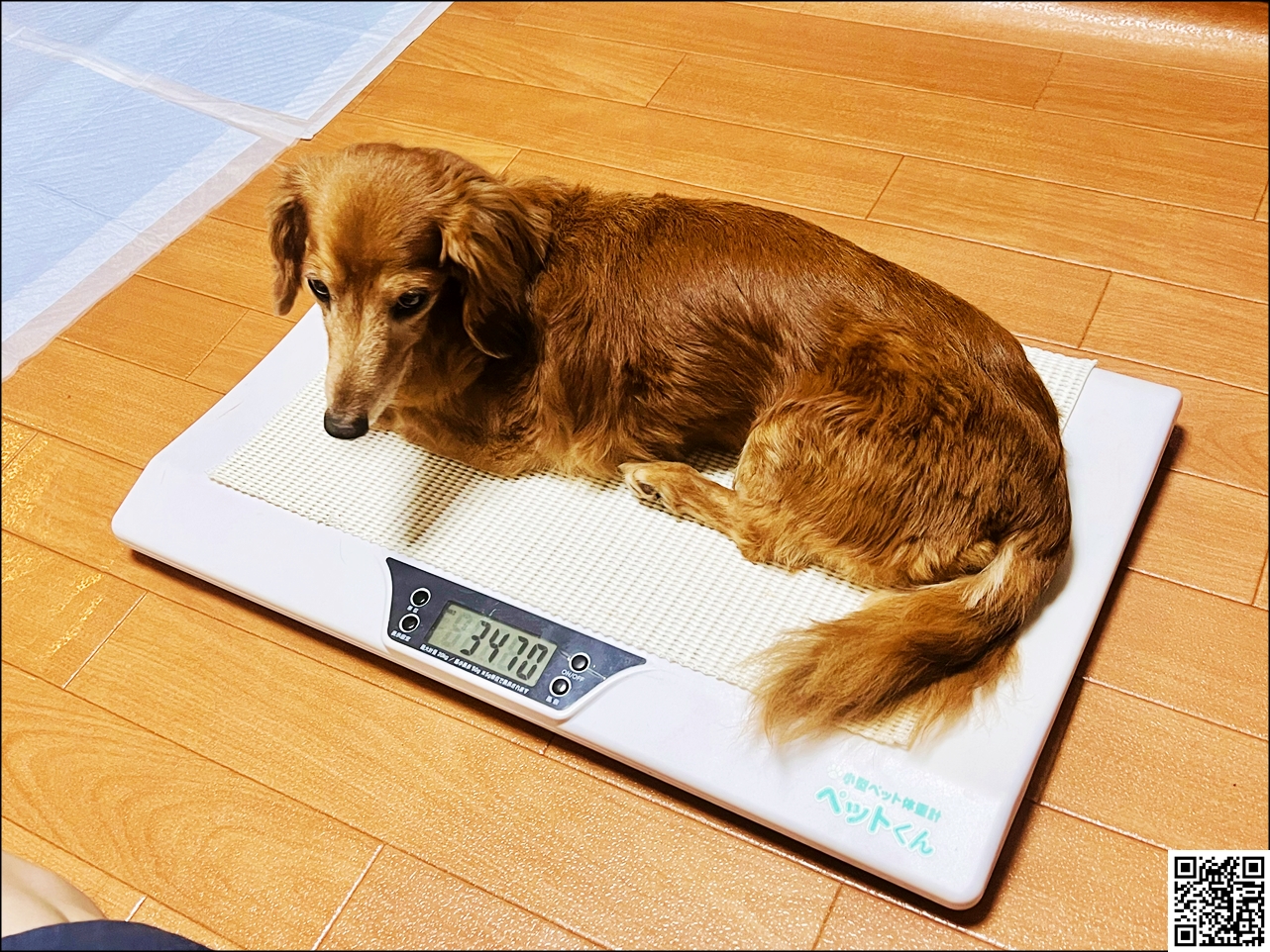 犬･猫のダイエット･体重管理をするのにオススメの体重計「ペットくん」【イヌネコ･ペット･動物】【体重管理表】犬･猫のダイエット･体重管理をして健康に長生きしてもらう方法｡イヌネコの重さを定期的に計るのが大事！【ペット･動物】
