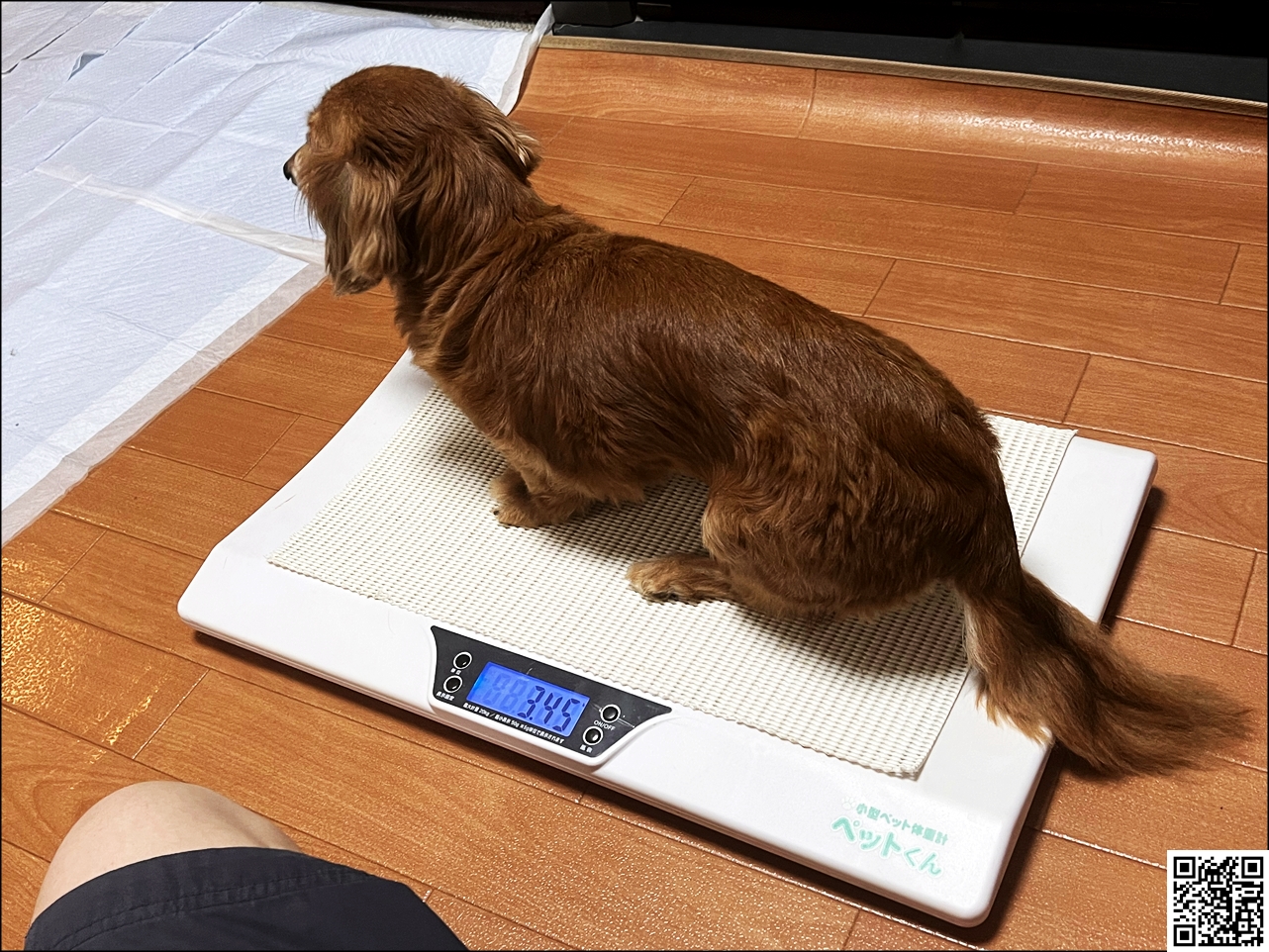 犬･猫のダイエット･体重管理をするのにオススメの体重計「ペットくん」【イヌネコ･ペット･動物】【体重管理表】犬･猫のダイエット･体重管理をして健康に長生きしてもらう方法｡イヌネコの重さを定期的に計るのが大事！【ペット･動物】