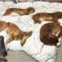 先週、愛犬のベル(17歳)とシロ(10歳)が天国に旅立ちました。