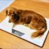 犬･猫のダイエット･体重管理をするのにオススメの体重計「ペットくん」【イヌネコ･ペット･動物】【体重管理表】犬･猫のダイエット･体重管理をして健康に長生きしてもらう方法｡イヌネコの重さを定期的に計るのが大事！【ペット･動物】